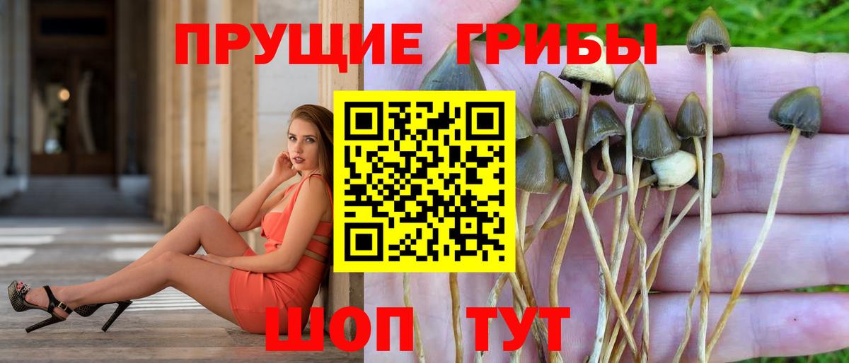 Псилоцибиновые грибы Psilocybe Надым